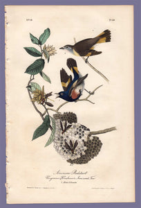 Audubon Octavo Print 68 American Redstart 1840 First Edition, full sheet