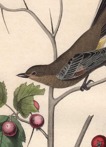 Audubon Octavo Print 69 Townsend's Ptilogonys 1840 First Edition, detail
