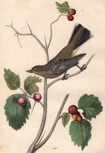Load image into Gallery viewer, Audubon Octavo Print 69 Townsend&#39;s Ptilogonys 1840 First Edition, detail