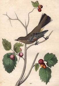 Audubon Octavo Print 69 Townsend's Ptilogonys 1840 First Edition, detail