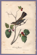 Load image into Gallery viewer, Audubon Octavo Print 69 Townsend&#39;s Ptilogonys 1840 First Edition, full sheet