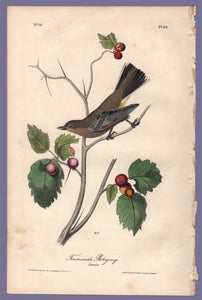 Audubon Octavo Print 69 Townsend's Ptilogonys 1840 First Edition, full sheet