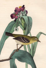 Load image into Gallery viewer, Audubon Octavo Print 67 Small-Headed Flycatcher 1840 First Edition, detail