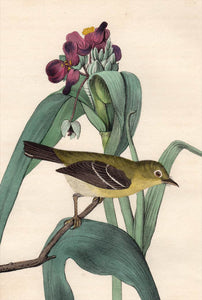 Audubon Octavo Print 67 Small-Headed Flycatcher 1840 First Edition, detail