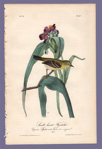 Audubon Octavo Print 67 Small-Headed Flycatcher 1840 First Edition, full sheet