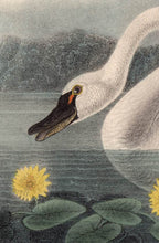 Load image into Gallery viewer, Audubon Octavo Print 384 American Swan 1840 First Edition, detail
