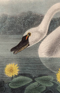 Audubon Octavo Print 384 American Swan 1840 First Edition, detail