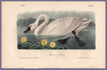 Load image into Gallery viewer, Audubon Octavo Print 384 American Swan 1840 First Edition, full sheet