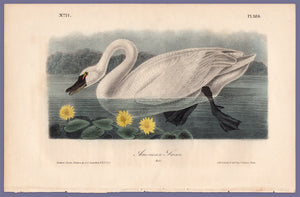 Audubon Octavo Print 384 American Swan 1840 First Edition, full sheet
