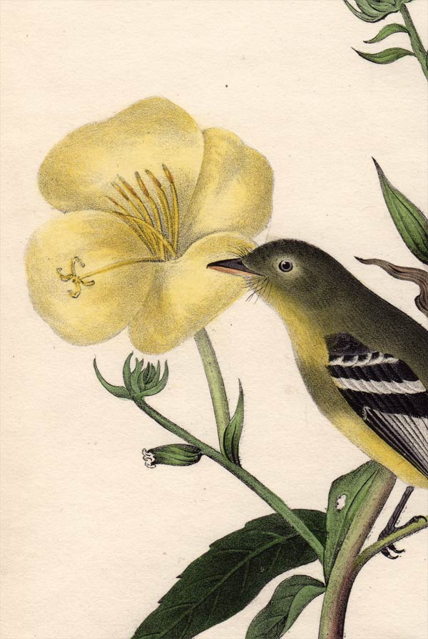 Audubon Octavo Print 490 Yellow-Bellied Flycatcher 1840 First Edition, detail
