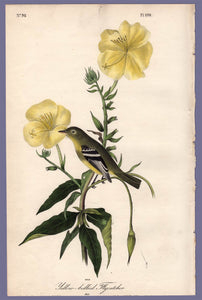 Audubon Octavo Print 490 Yellow-Bellied Flycatcher 1840 First Edition, full sheet