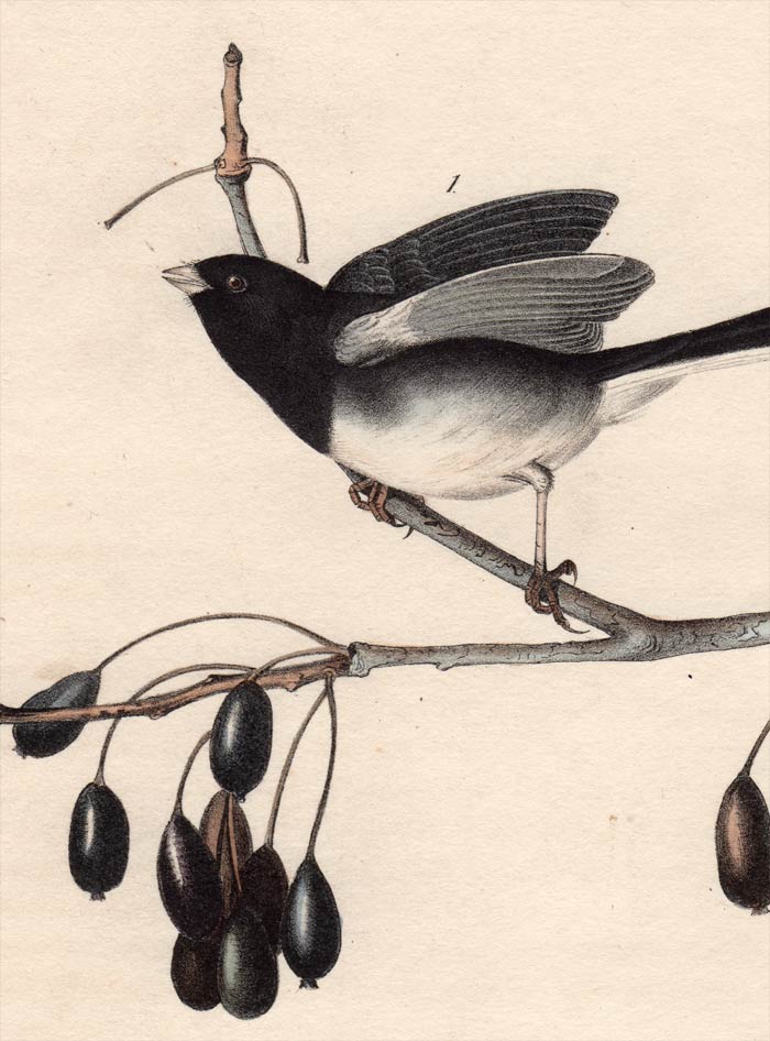 Audubon Octavo Print 167 Common Snow-Bird Junco 1840 First Edition, detail