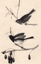 Load image into Gallery viewer, Audubon Octavo Print 167 Common Snow-Bird Junco 1840 First Edition, detail