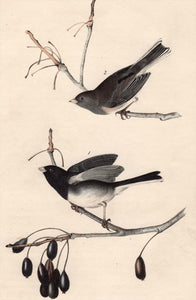 Audubon Octavo Print 167 Common Snow-Bird Junco 1840 First Edition, detail
