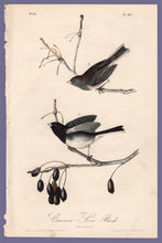 Load image into Gallery viewer, Audubon Octavo Print 167 Common Snow-Bird Junco 1840 First Edition, full sheet