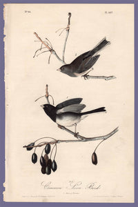 Audubon Octavo Print 167 Common Snow-Bird Junco 1840 First Edition, full sheet