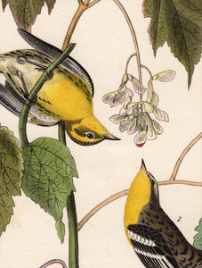 Audubon Octavo Print 83 Hemlock Warbler 1840 First Edition, detail