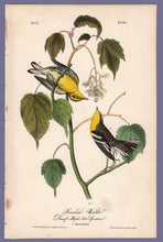 Load image into Gallery viewer, Audubon Octavo Print 83 Hemlock Warbler 1840 First Edition, full sheet