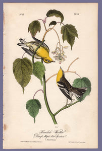 Audubon Octavo Print 83 Hemlock Warbler 1840 First Edition, full sheet
