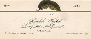Audubon Octavo Print 83 Hemlock Warbler 1840 First Edition, text areas