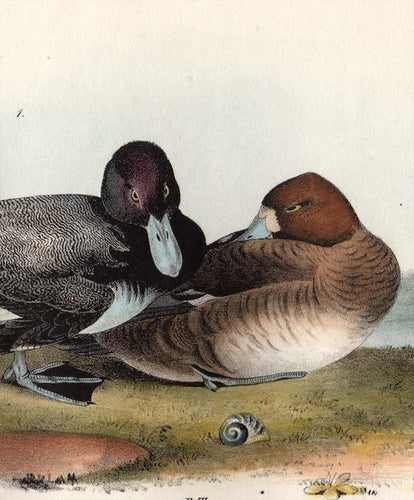 Audubon Octavo Print 397 Scaup Duck 1840 First Edition, detailed view