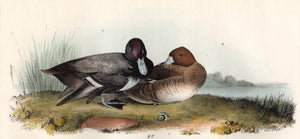 Audubon Octavo Print 397 Scaup Duck 1840 First Edition, detail