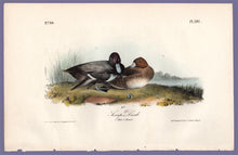 Load image into Gallery viewer, Audubon Octavo Print 397 Scaup Duck 1840 First Edition, full sheet