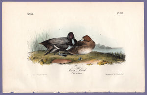 Audubon Octavo Print 397 Scaup Duck 1840 First Edition, full sheet