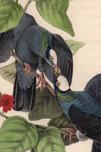 Load image into Gallery viewer, Audubon Octavo Print 280 White-Headed Dove or Pigeon 1840 First Edition, detailed view