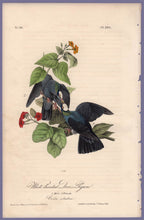 Load image into Gallery viewer, Audubon Octavo Print 280 White-Headed Dove or Pigeon 1840 First Edition, full sheet