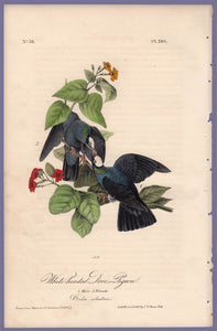 Audubon Octavo Print 280 White-Headed Dove or Pigeon 1840 First Edition, full sheet