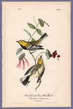 Load image into Gallery viewer, Original Audubon Octavo Print 84 Black-Throated Green Warbler, 1840 First Edition, full sheet