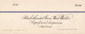 Audubon Octavo Print 84 Black-Throated Green Warbler, 1840 First Edition, text areas