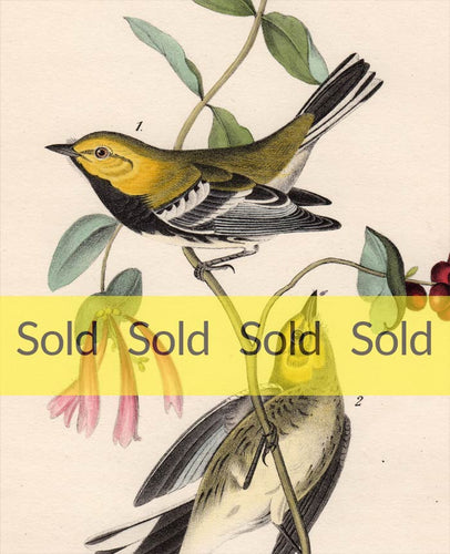 Audubon Octavo Print 84 Black-Throated Green Warbler, 1840 First Edition, detail