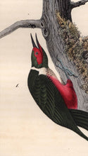Load image into Gallery viewer, Audubon Octavo Print 272 Lewis Woodpecker, 1840 First Edition, detail