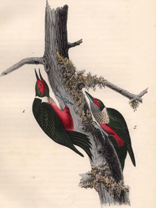 Audubon Octavo Print 272 Lewis Woodpecker, 1840 First Edition, detail