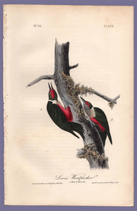 Audubon Octavo Print 272 Lewis Woodpecker, 1840 First Edition, full sheet