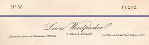 Audubon Octavo Print 272 Lewis Woodpecker, 1840 First Edition, text areas