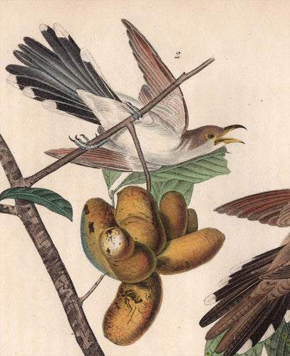 Audubon Octavo Print 275 Yellow-Billed Cuckoo, 1840 First Edition, detail