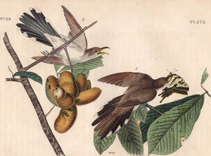Audubon Octavo Print 275 Yellow-Billed Cuckoo, 1840 First Edition, detail