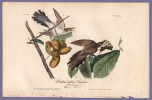 Load image into Gallery viewer, Audubon Octavo Print 275 Yellow-Billed Cuckoo, 1840 First Edition, full sheet