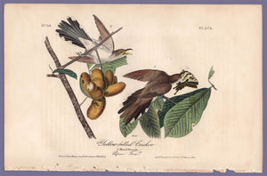 Audubon Octavo Print 275 Yellow-Billed Cuckoo, 1840 First Edition, full sheet