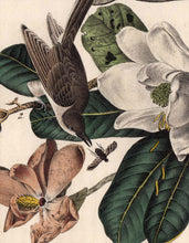 Load image into Gallery viewer, Audubon Octavo Print 276 Black-Billed Cuckoo, 1840 First Edition, detail