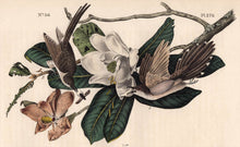 Load image into Gallery viewer, Audubon Octavo Print 276 Black-Billed Cuckoo, 1840 First Edition, detail