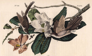 Audubon Octavo Print 276 Black-Billed Cuckoo, 1840 First Edition, detail