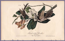 Load image into Gallery viewer, Audubon Octavo Print 276 Black-Billed Cuckoo, 1840 First Edition, full sheet