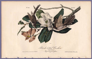 Audubon Octavo Print 276 Black-Billed Cuckoo, 1840 First Edition, full sheet