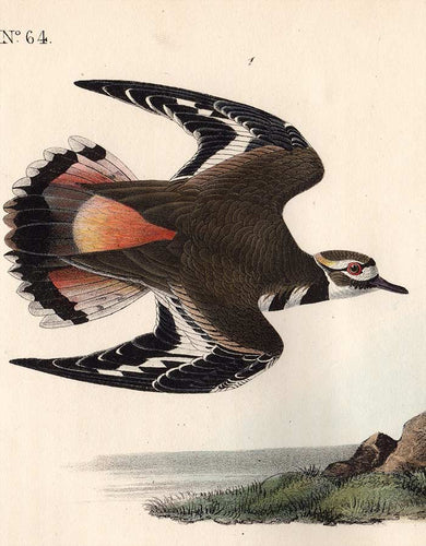Audubon Octavo Print 317 Kildeer Plover, 1840 First Edition, detail