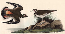 Load image into Gallery viewer, Audubon Octavo Print 317 Kildeer Plover, 1840 First Edition, detail