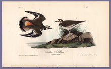 Load image into Gallery viewer, Audubon Octavo Print 317 Kildeer Plover, 1840 First Edition, full sheet
